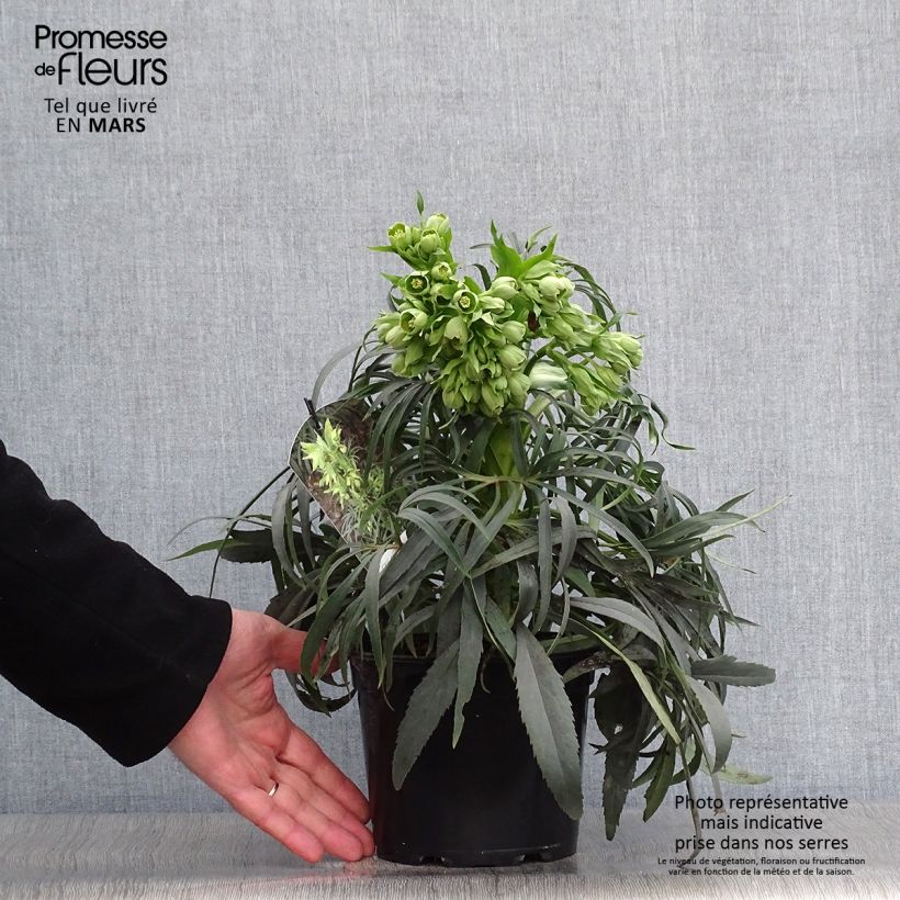 Helleborus foetidus Sopron - Elleboro puzzolente Vaso da 1L/1,5L esemplare consegnato in primavera