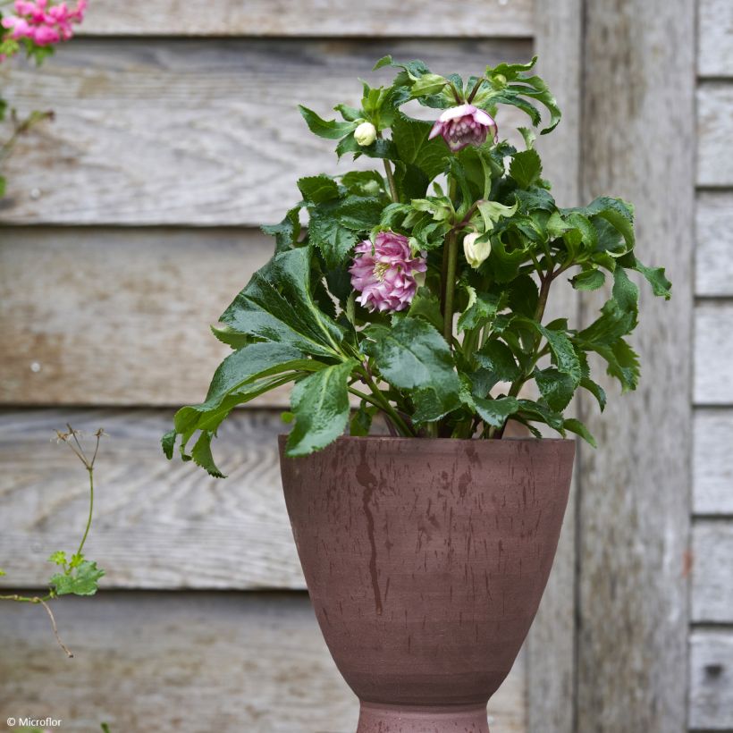 Helleborus ViV Stefania - Elleboro (Porto)