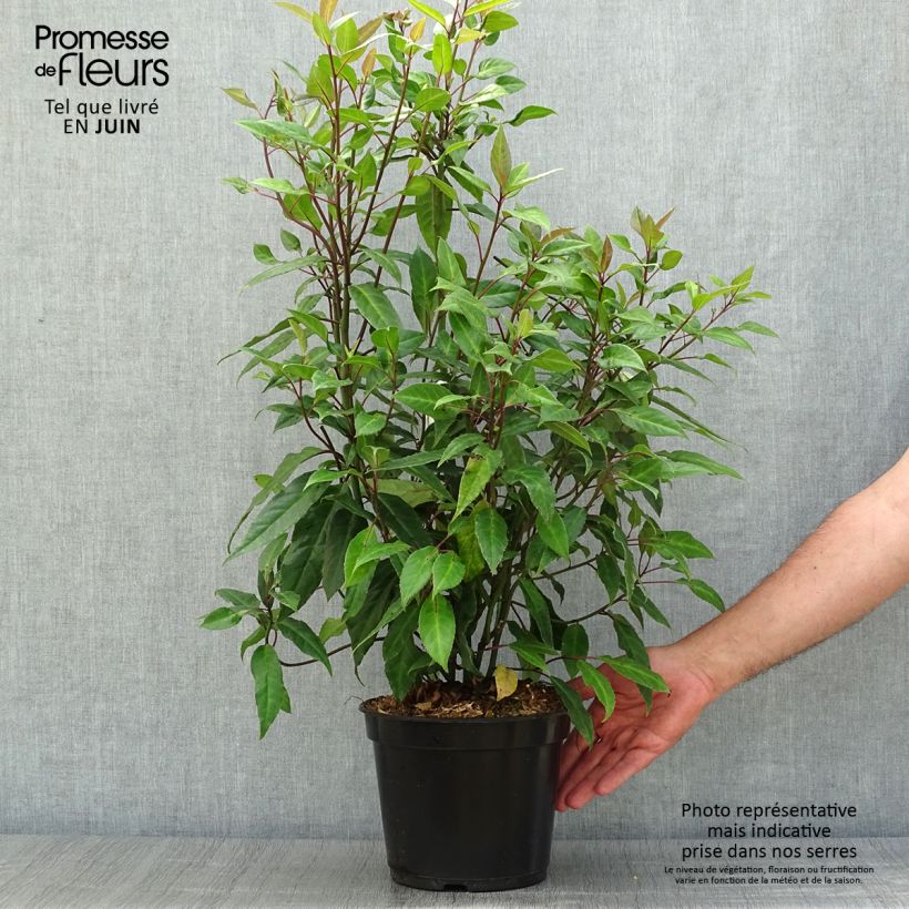 Esemplare di Helwingia chinensis Vaso da 2L/3L consegnato in estate