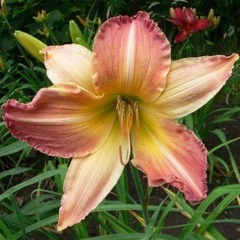 Hemerocallis Abstract Art - Emerocallide (Fioritura)