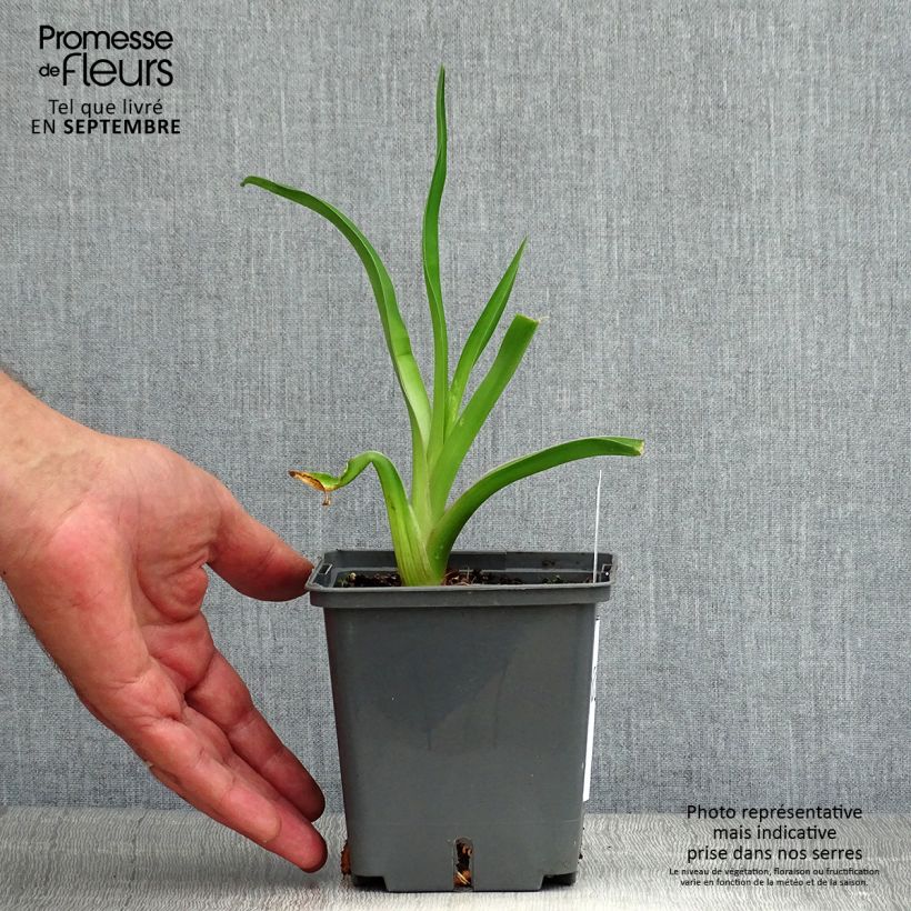 Esemplare di Hemerocallis Alaqua - Emerocallide Vaso da 1L/1,5L consegnato in estate