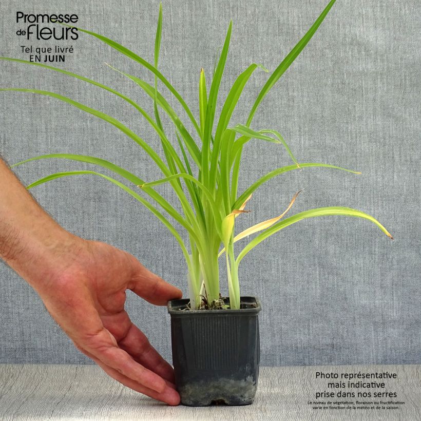 Esemplare di Hemerocallis Alice in Wonderland - Emerocallide Vasetto da 8/9 cm consegnato in estate