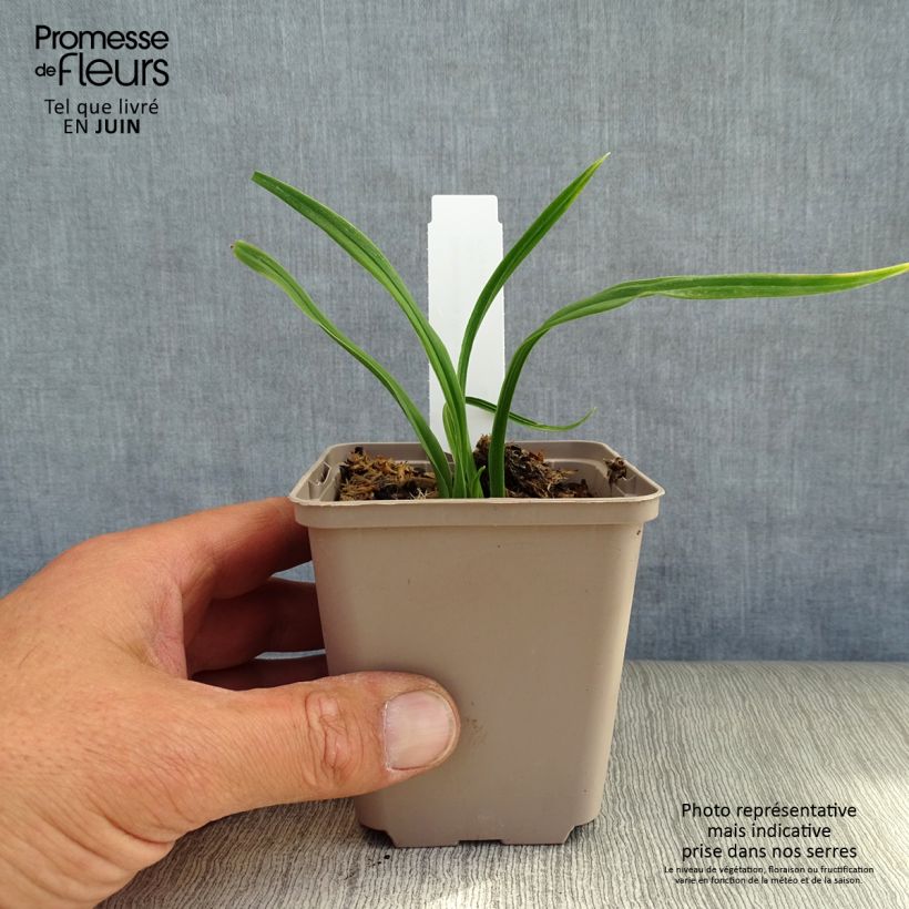 Esemplare di Hemerocallis American Revolution - Emerocallide Vasetto da 8/9 cm consegnato in estate