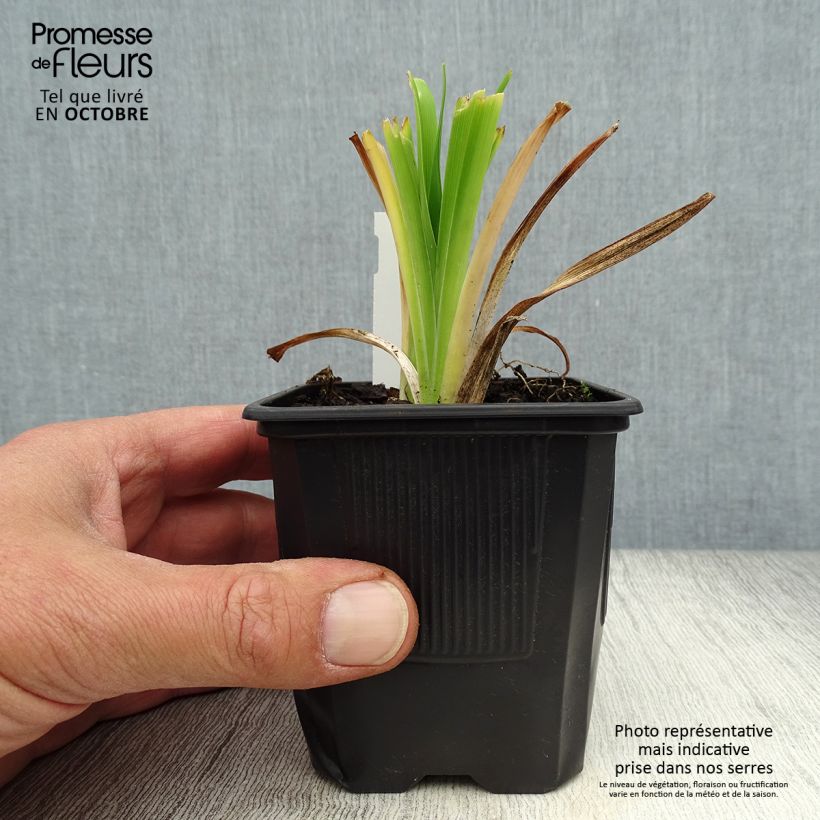 Esemplare di Hemerocallis Apricot Beauty - Emerocallide Vasetto da 8/9 cm come consegnato in autunno