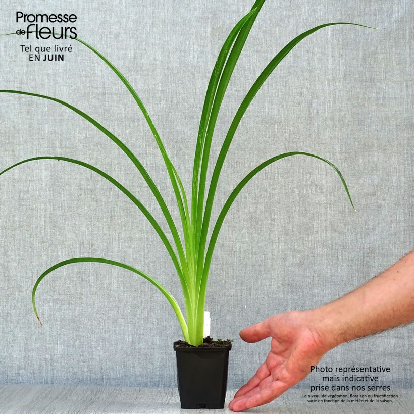 Esemplare di Hemerocallis Arctic Snow - Emerocallide Vasetto da 8/9 cm consegnato in estate