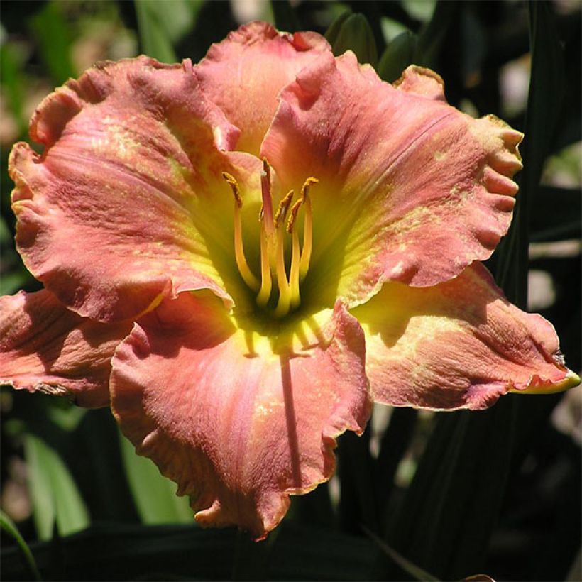 Hemerocallis Awash with Color - Emerocallide (Fioritura)