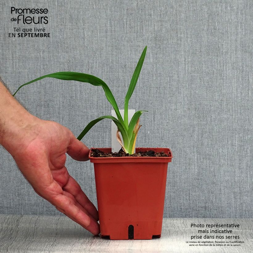Esemplare di Hemerocallis Barbara Mitchell - Emerocallide Vaso da 1L/1,5L consegnato in estate