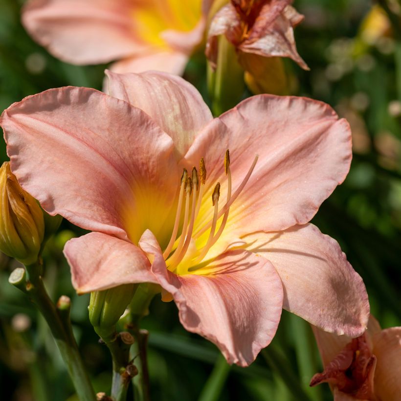 Hemerocallis Barbara Mitchell - Emerocallide (Fioritura)