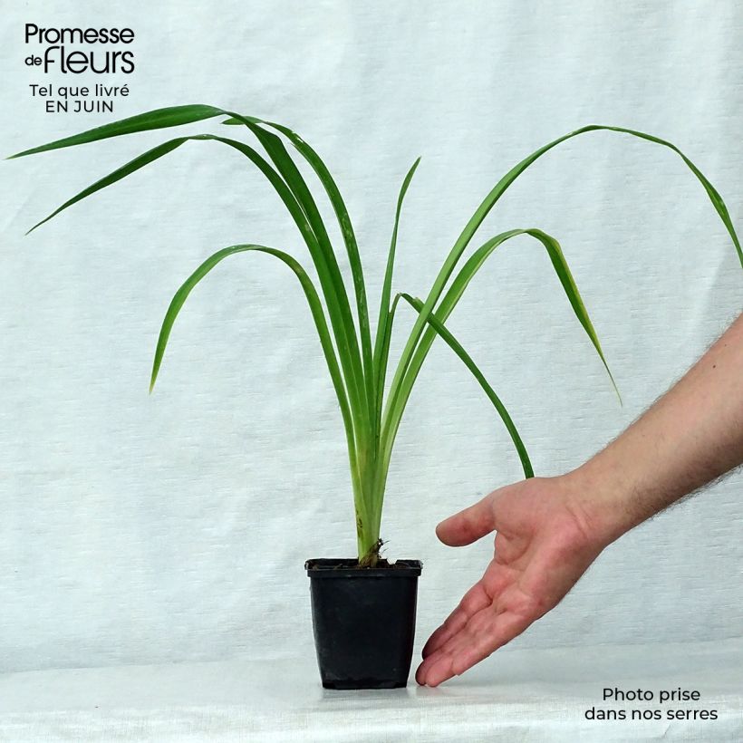 Esemplare di Hemerocallis Bela Lugosi - Emerocallide Vaso da 1L/1,5L consegnato in estate