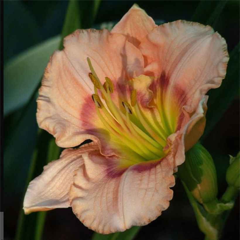 Hemerocallis Bette Davis Eyes - Emerocallide (Fioritura)