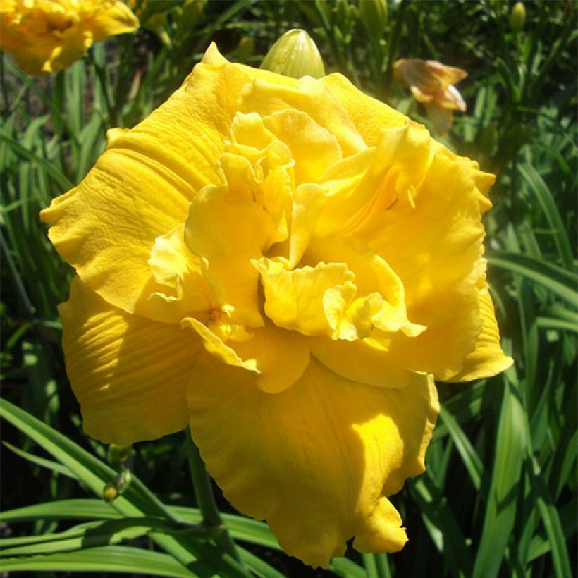 Hemerocallis Betty Wood - Emerocallide (Fioritura)