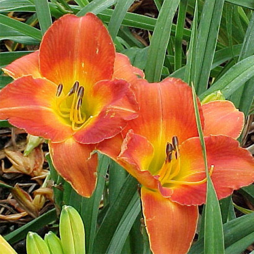 Hemerocallis Bittersweet Holiday - Emerocallide (Fioritura)