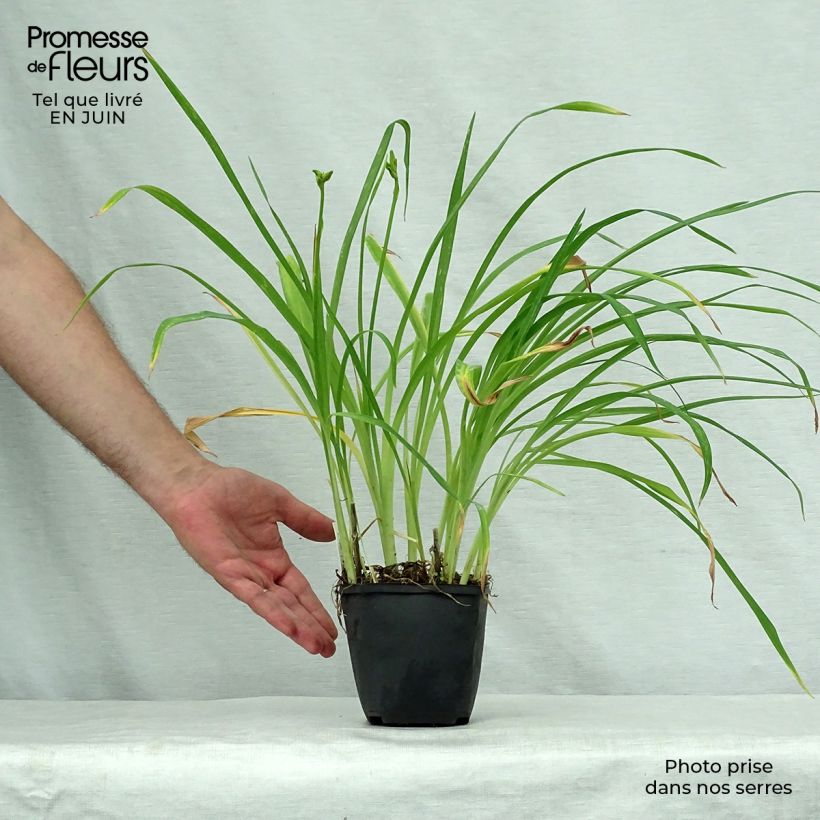Esemplare di Hemerocallis Black Prince - Emerocallide Vasetto da 8/9 cm consegnato in estate