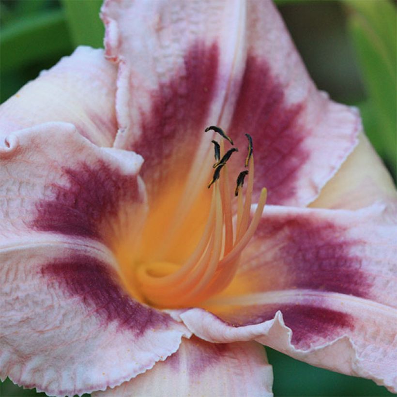 Hemerocallis Blueberry Sunday - Emerocallide (Fioritura)