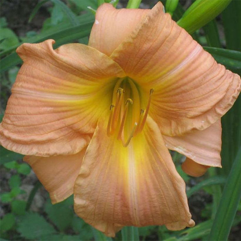 Hemerocallis Bright Memories - Emerocallide (Fioritura)