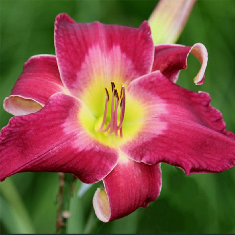 Hemerocallis Cameroons - Emerocallide (Fioritura)