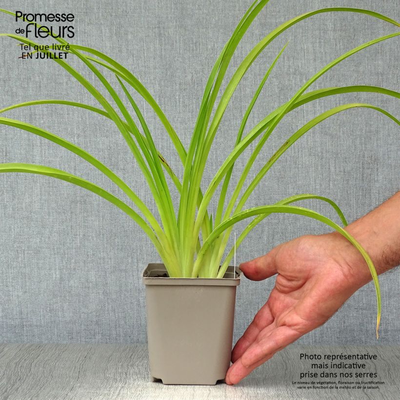 Esemplare di Hemerocallis Catherine Woodbury - Emerocallide Vasetto da 8/9 cm consegnato in estate