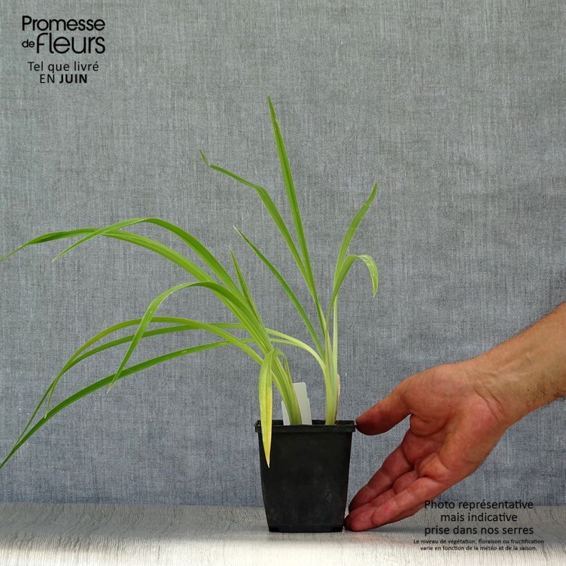 Esemplare di Hemerocallis Chicago Knobby - Emerocallide Vasetto da 8/9 cm consegnato in estate