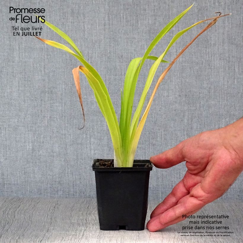 Esemplare di Hemerocallis Chicago Sunrise - Emerocallide Vasetto da 8/9 cm consegnato in estate