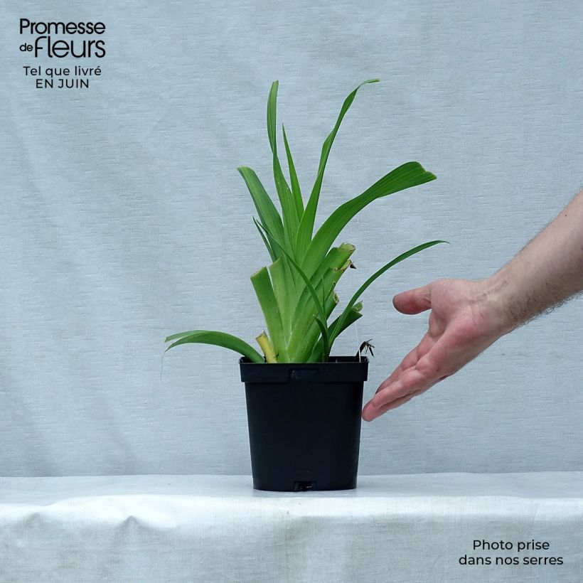 Esemplare di Hemerocallis Chocolate Candy - Emerocallide Vaso da 2L/3L consegnato in estate