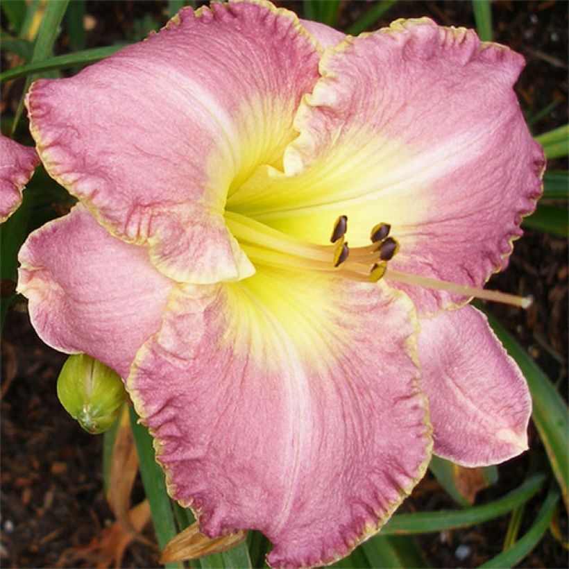 Hemerocallis Clothed in Glory - Emerocallide (Fioritura)