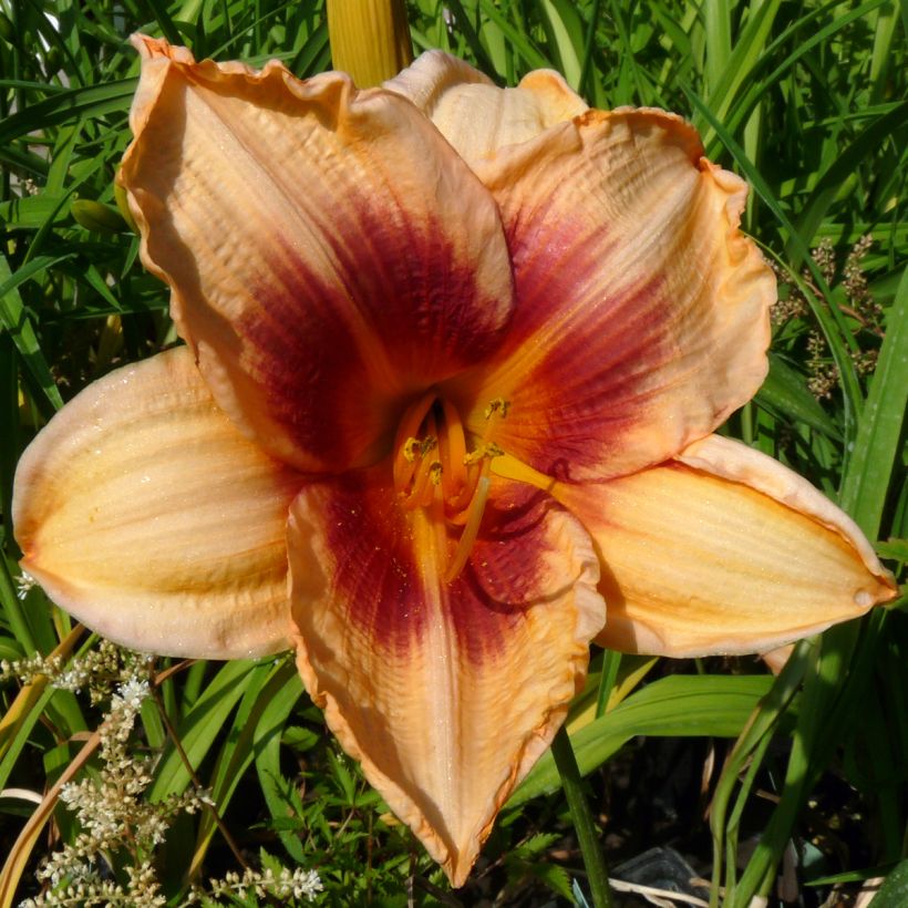 Hemerocallis Constance Eye - Emerocallide (Fioritura)