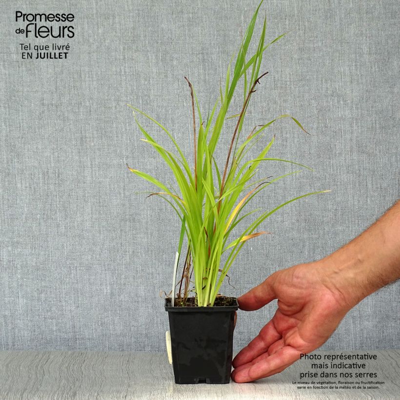 Esemplare di Hemerocallis Corky - Emerocallide Vasetto da 8/9 cm consegnato in estate