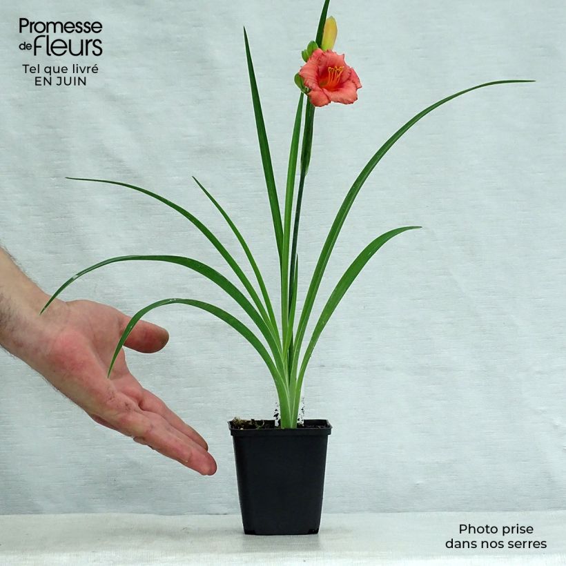 Esemplare di Hemerocallis Cosmopolitan - Emerocallide Vasetto da 8/9 cm consegnato in estate