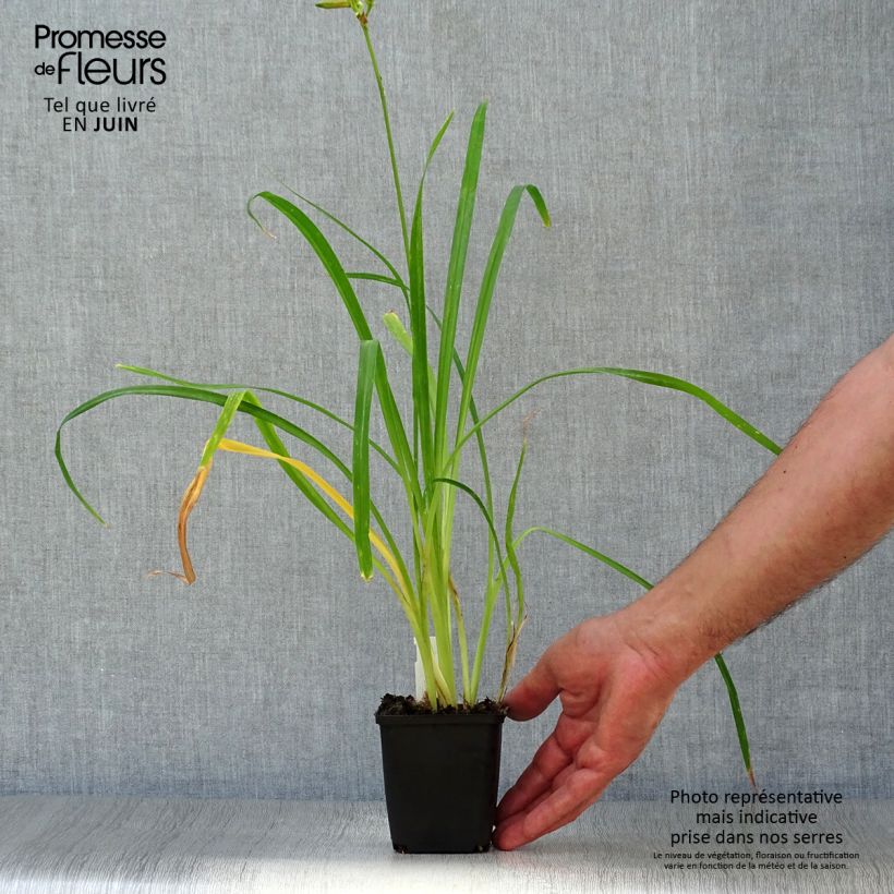 Esemplare di Hemerocallis Crimson Pirate - Emerocallide Vasetto da 8/9 cm consegnato in estate
