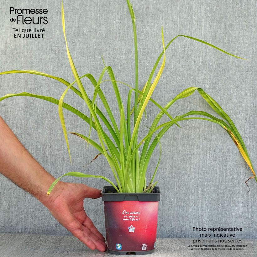 Esemplare di Hemerocallis Crimson Pirate - Emerocallide Vaso da 2L/3L consegnato in estate