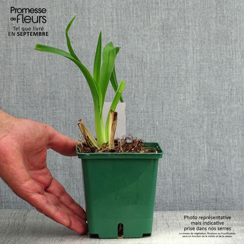 Esemplare di Hemerocallis Daring Dilemma - Emerocallide Vaso da 1L/1,5L consegnato in estate