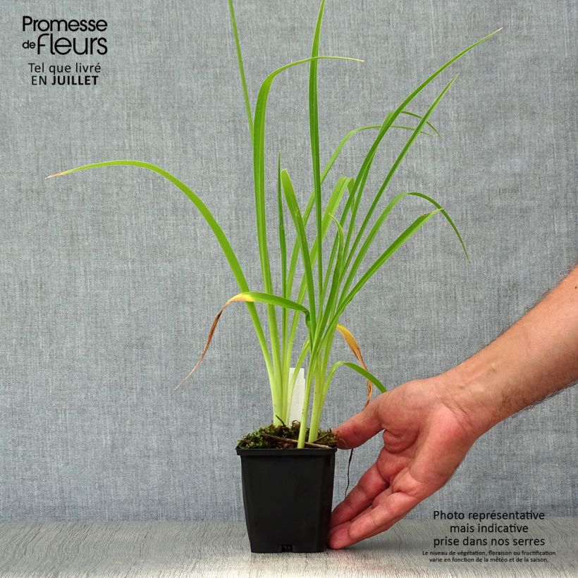 Esemplare di Hemerocallis Double River Wye - Emerocallide Vasetto da 8/9 cm consegnato in estate