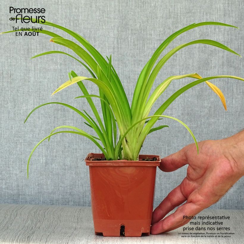 Esemplare di Hemerocallis Dragons Eye - Emerocallide Vaso da 1L/1,5L consegnato in estate