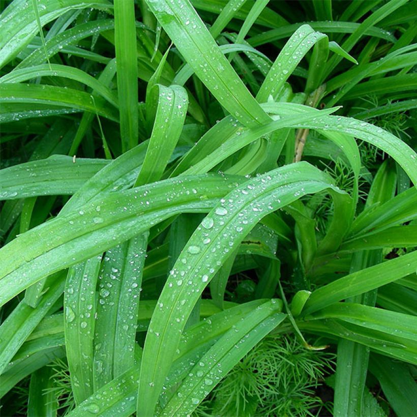 Hemerocallis Ed Kirchhoff - Emerocallide (Fogliame)