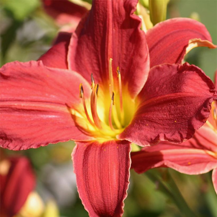 Hemerocallis Fabulous Favorite - Emerocallide (Fioritura)