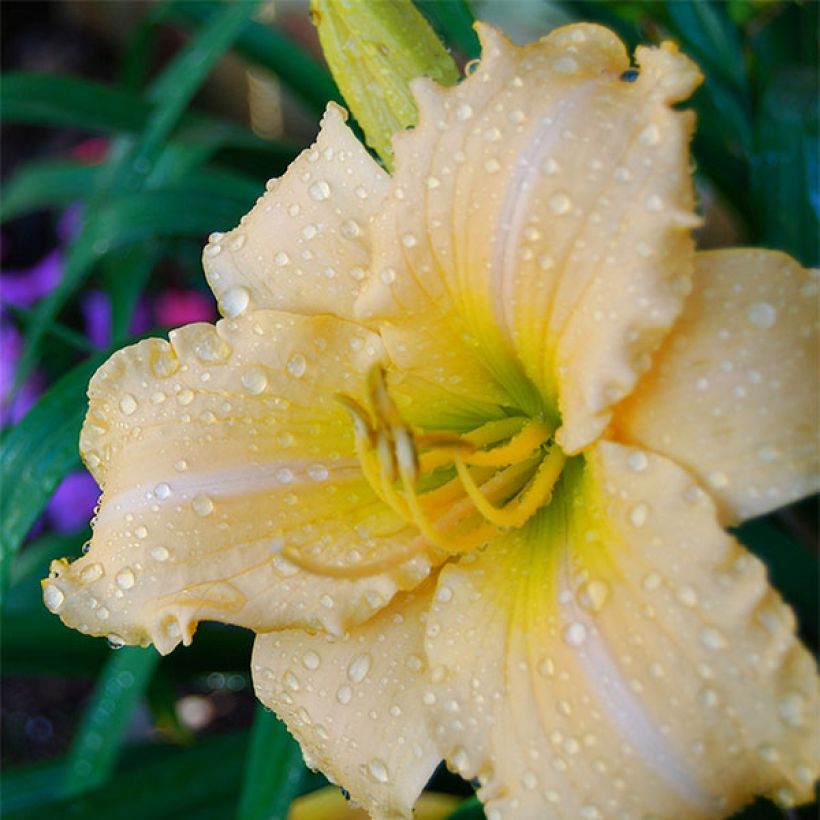Hemerocallis Femme Osage - Emerocallide (Fioritura)