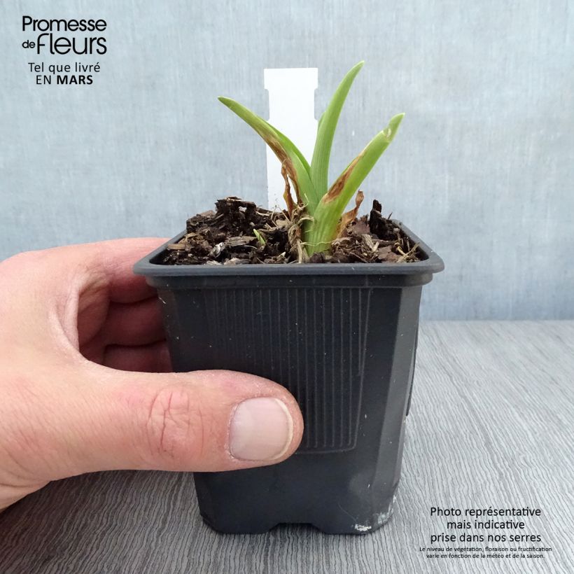 Hemerocallis Flambeau - Emerocallide Vasetto da 8/9 cm esemplare consegnato in primavera