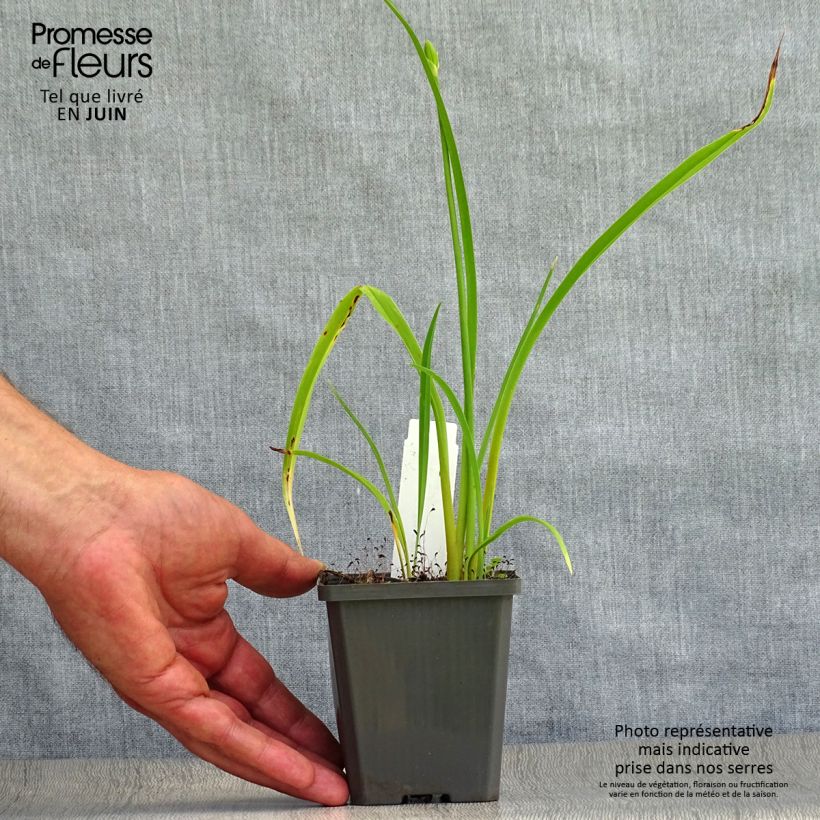 Esemplare di Hemerocallis Frans Hals - Emerocallide Vasetto da 8/9 cm consegnato in estate