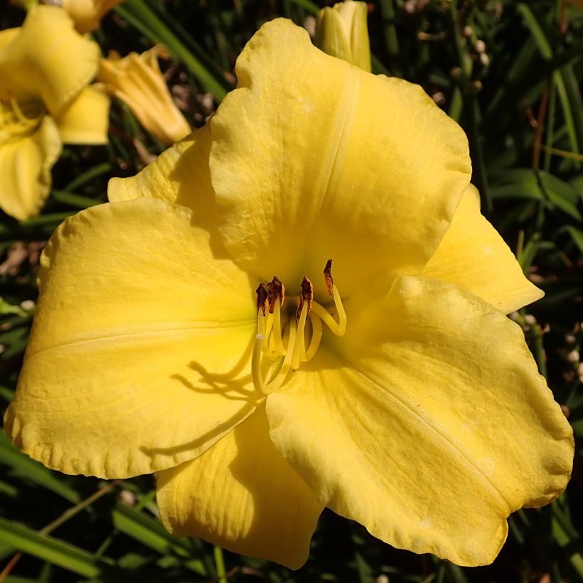 Hemerocallis Frozen Jade - Emerocallide (Fioritura)