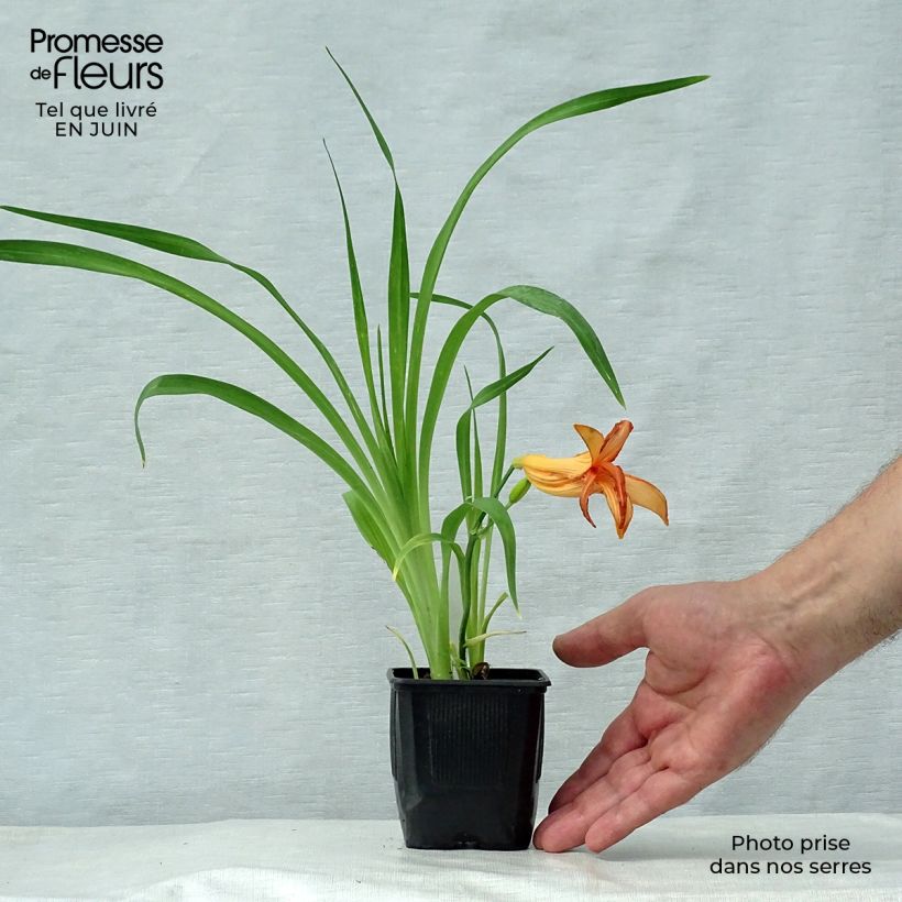 Esemplare di Hemerocallis George Cunningham - Emerocallide Vasetto da 8/9 cm consegnato in estate