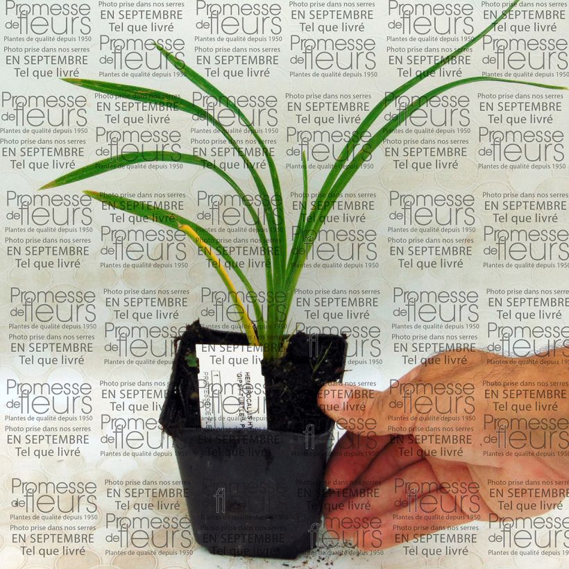 Esempio di esemplare Hemerocallis Gipsy Turtle - Emerocallide Vasetto da 8/9 cm come consegnato