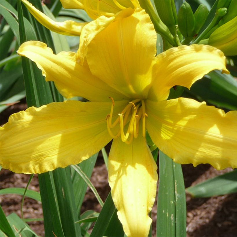 Hemerocallis Green Valley - Emerocallide (Fioritura)
