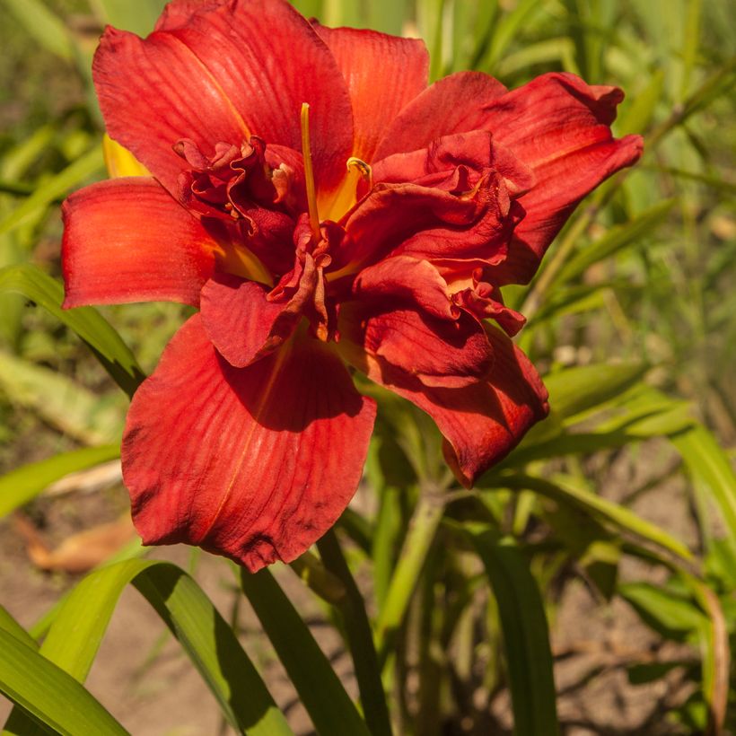 Hemerocallis Highland Lord - Emerocallide (Fioritura)