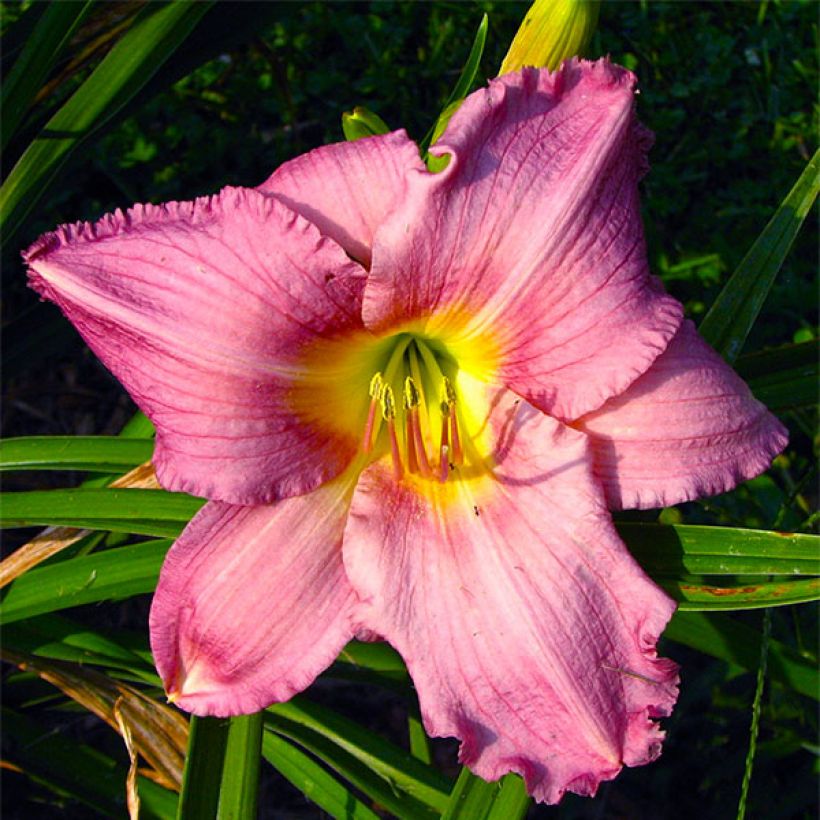 Hemerocallis Hundredth Anniversary - Emerocallide (Fioritura)