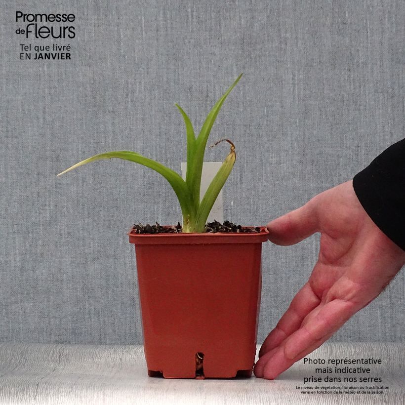 Hemerocallis Indy Reflections - Emerocallide Vaso da 1L/1,5L esemplare consegnato in inverno