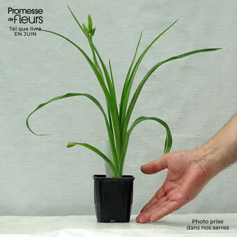 Esemplare di Hemerocallis Iron Gate Glacier - Emerocallide Vasetto da 8/9 cm consegnato in estate