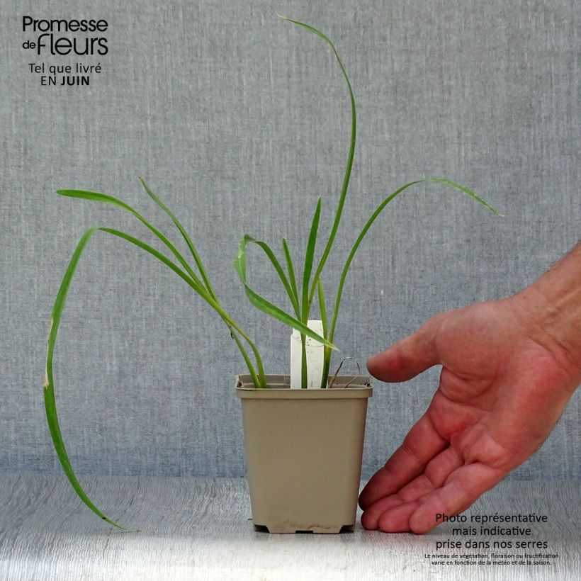 Esemplare di Hemerocallis Joan Senior - Emerocallide Vasetto da 8/9 cm consegnato in estate