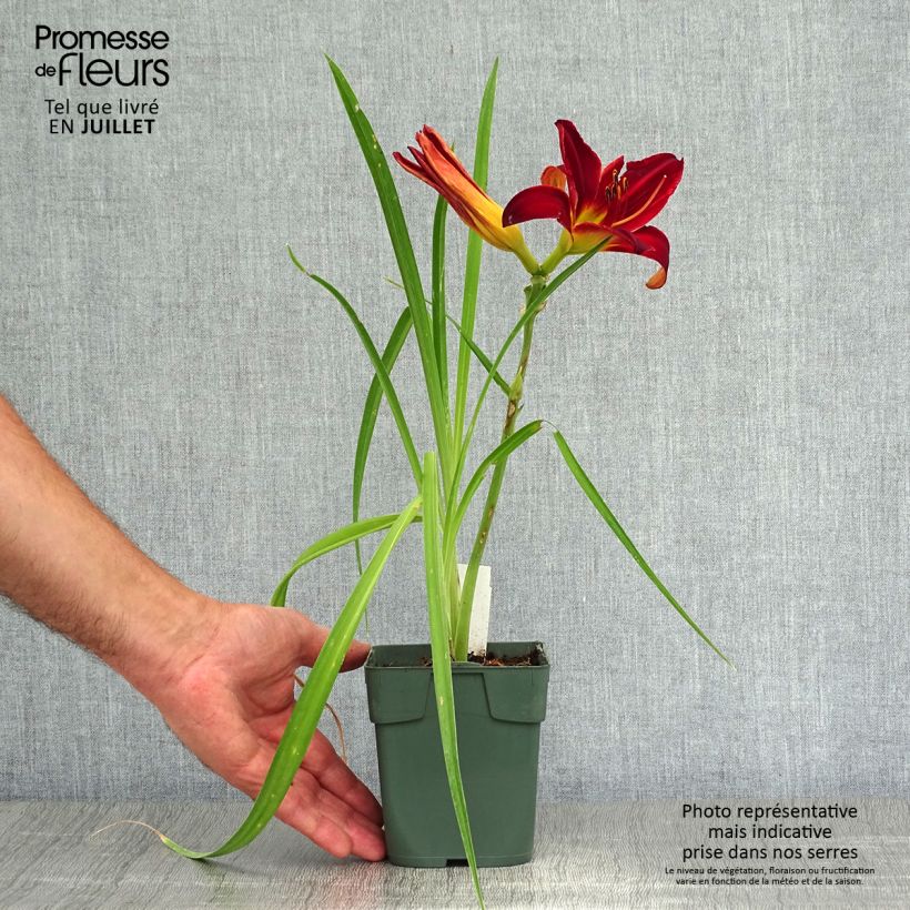 Esemplare di Hemerocallis Jolly Hearts - Emerocallide Vasetto da 8/9 cm consegnato in estate