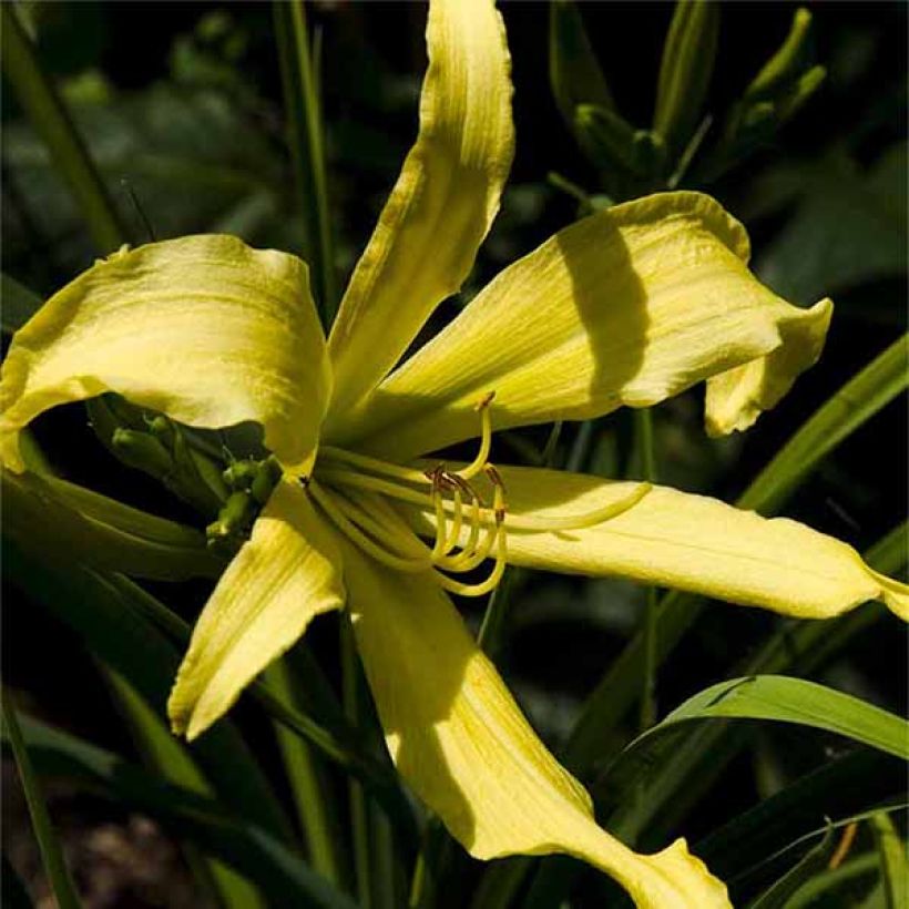 Hemerocallis Lady Fingers - Emerocallide (Fioritura)