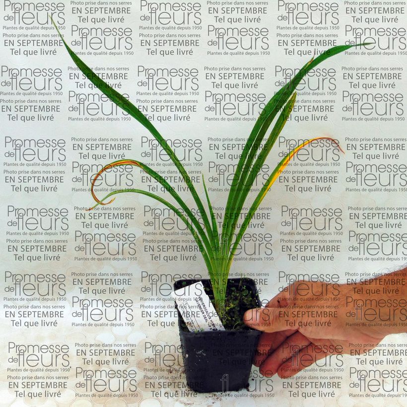 Esempio di esemplare Hemerocallis Lavender Deal - Emerocallide Vasetto da 8/9 cm come consegnato